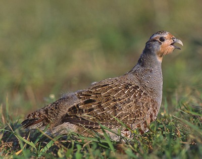 Vogel des Jahres 1991 - Rebhuhn