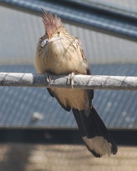 Vogel des Jahres 2008 - Kuckuck